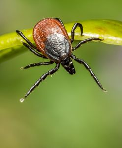 Jodła balsamiczna. Naturalny sposób na kleszcze