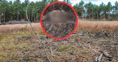 Stos martwych zwierząt. Makabra na Kaszubach