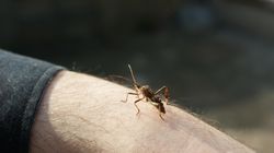 Ten owad zapowiada nadejście jesieni. Wiele osób się go boi, ale czy jest groźny?