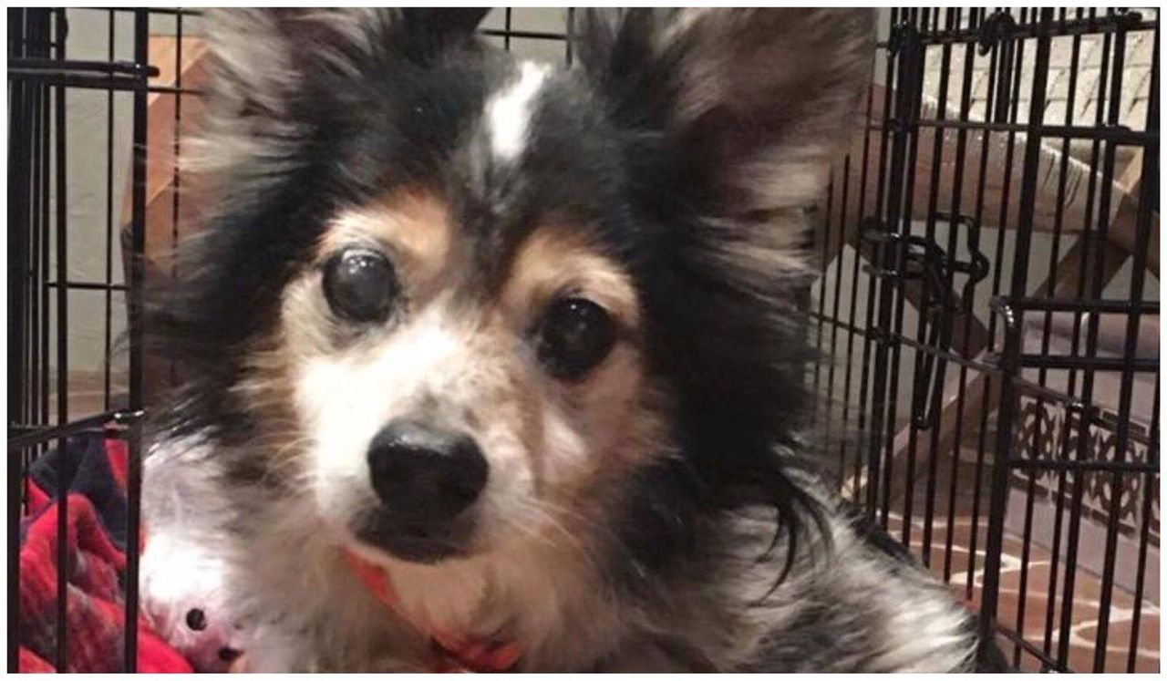 Dog was lying next to its owners deceased body for a week. Suddenly a miracle happened