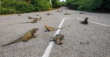 Inwazja legwanów w Tajlandii. Miały być pupilami, a sieją postrach
