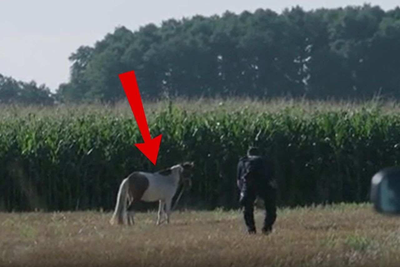 Nietypowa akcja na środku pola. "Głupi nie jest"