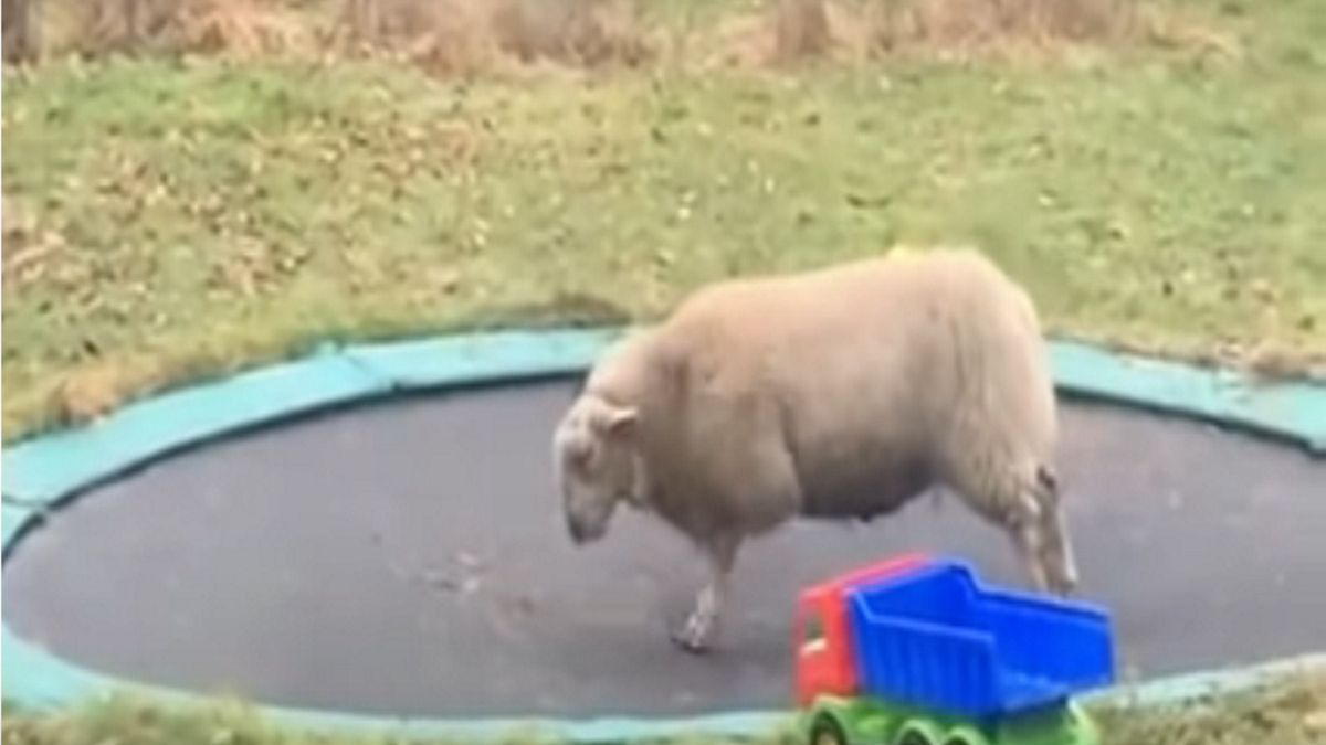 owca trampolina zabawne