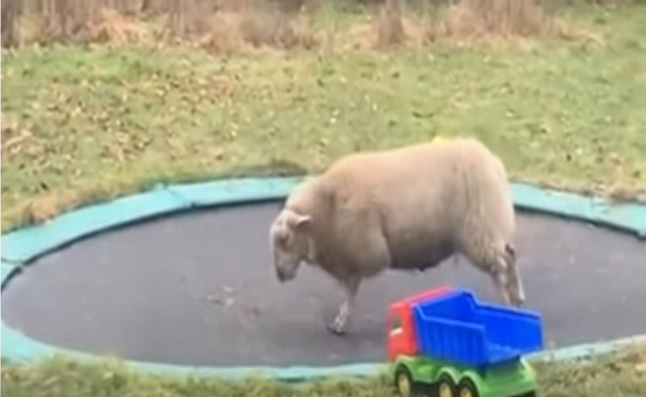 Hit YouTube'a. Owca odkryła trampolinę. Nie uwierzysz, co stało się później