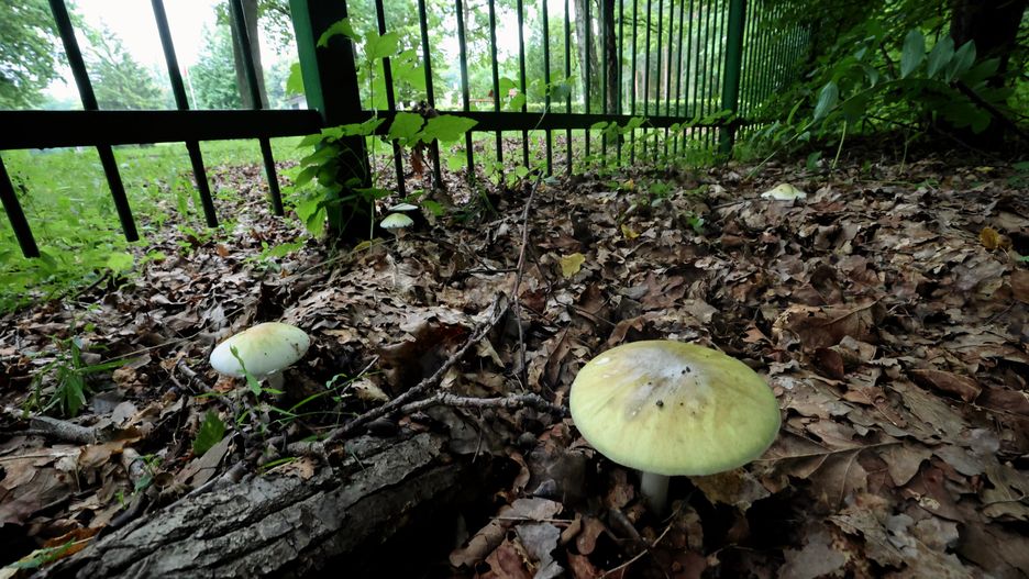 Ośrodek dla cudzoziemców w Podkowie Leśnej