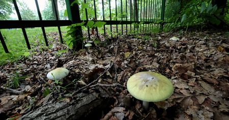 Kolejne zatrucie grzybami w ośrodku dla uchodźców