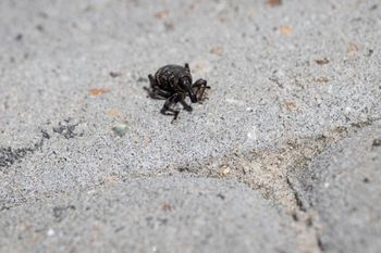 Sieją spustoszenie w ogrodach. Reaguj, nim się rozmnożą
