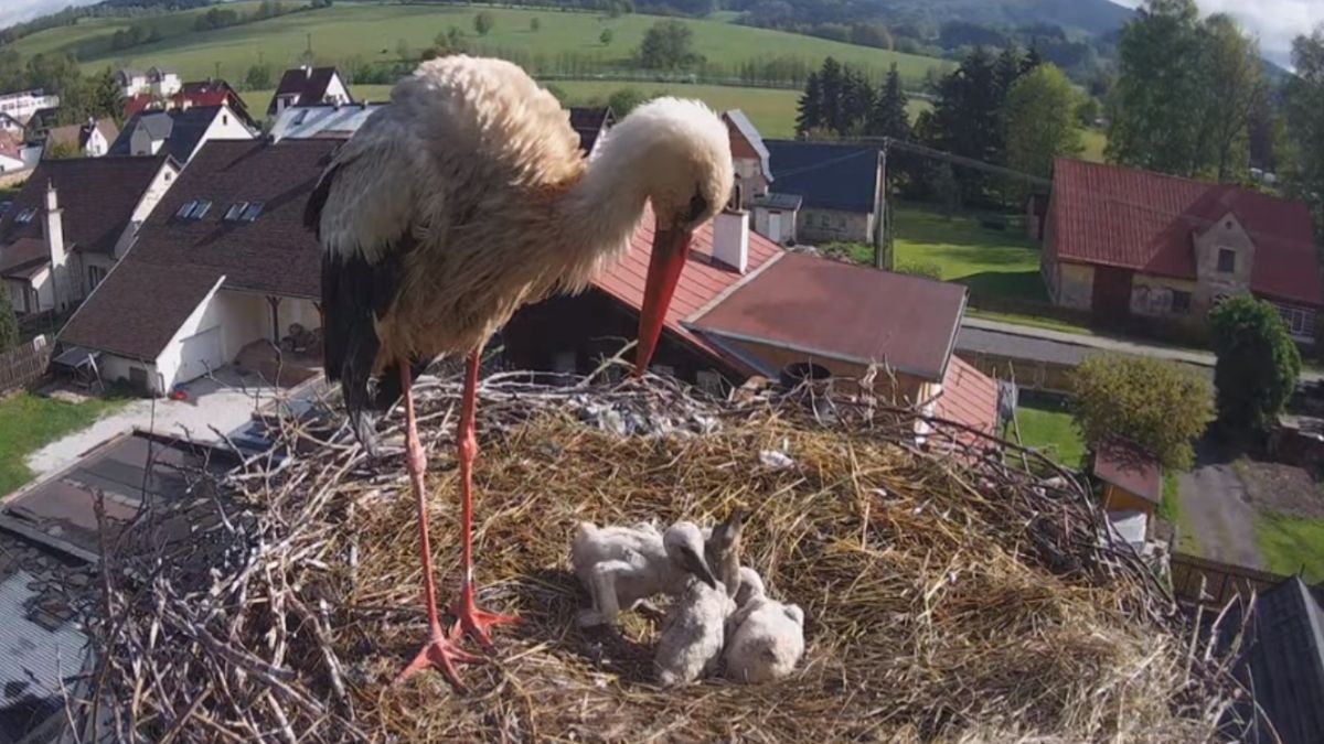 Bociania mama zginęła, porażona prądem z linii wysokiego napięcia. Na pomoc ruszyli okoliczni mieszkańcy