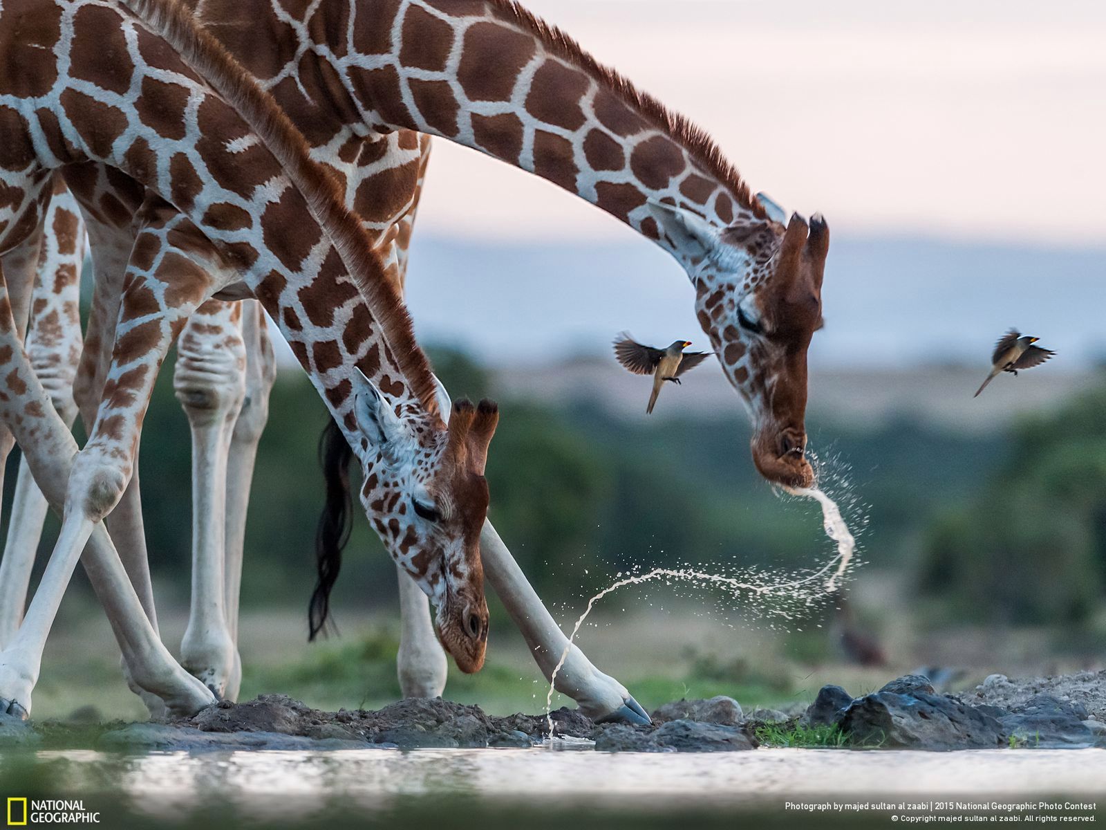 Zachwycają przyroda, czyli najlepsze zgłoszenia National Geographic Photo Contest 2015 12