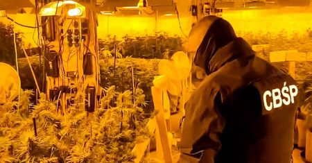 CBŚP zlikwidowało plantację marihuany. 49-latek z zarzutami