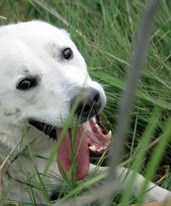 Te rasy psów uznawane są w Polsce za agresywne. Lista wzbudza kontrowersje