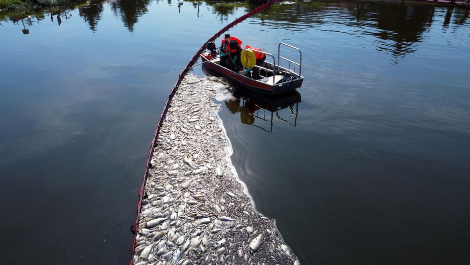 Akcja oczyszczania Odry ze śniętych ryb przy użyciu zapory elastycznej w Widuchowej