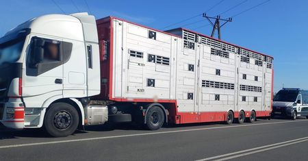Bestialski transport. Krowy miały przejechać 4800 km bez wody i karmy