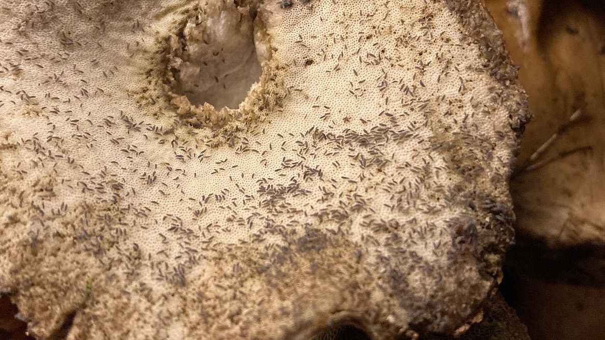 Ze zdrowych na pozór grzybów zaczęły wychodzić dziesiątki małych robaków 