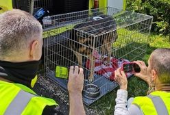 Dramat zwierząt w Radysach dobiegł końca. Właściciel schroniska usłyszał zarzuty