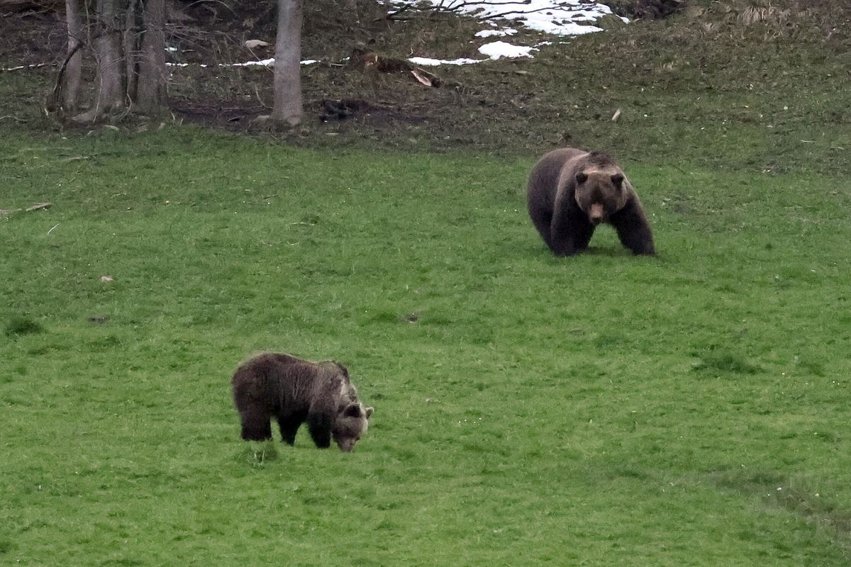 Polana w rejonie Kuźnic w Zakopanem. Na zdjęciu udało się uchwycić dwa spacerujące tam niedźwiedzie