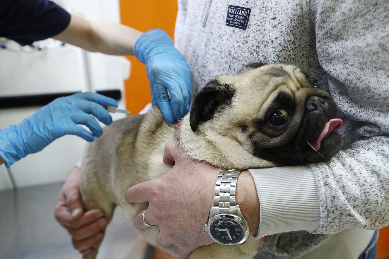 Rosja rozpoczęła szczepienia zwierząt na COVID-19