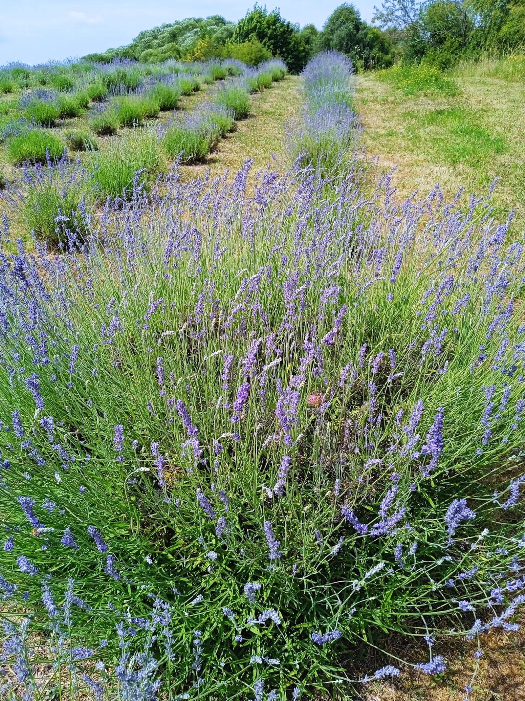 Lawenda - niby taka sama, a jednak każda odmiana jest trochę inna 