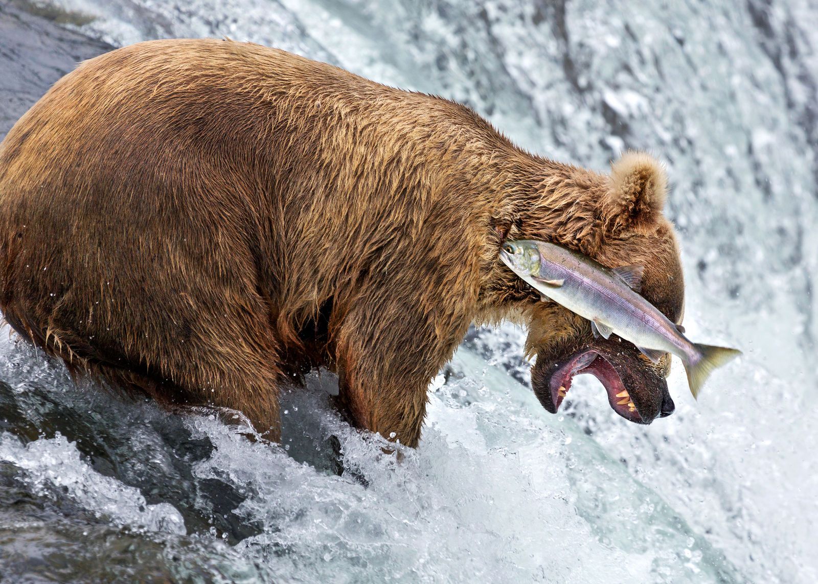 Wyłoniono zwycięzców konkursu Comedy Wildlife Photography Awards 2016. Nie przestaniesz się śmiać oglądające te zdjęcia 10