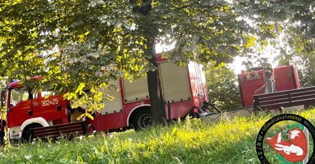 Warszawa. Trucizna w wodzie Glinianek Szczęśliwickich. Kaczki uratowane