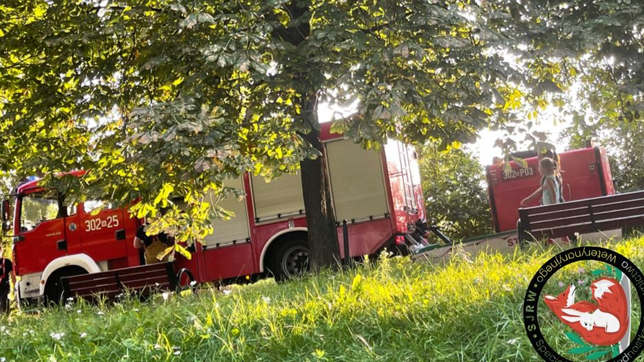 Warszawa. Niedzielna akcja Jednostki Ratownictwa Weterynaryjnego na Szczęśliwicach. W gliniance pływały śnięte kaczki, bo ktoś wylał truciznę do wody