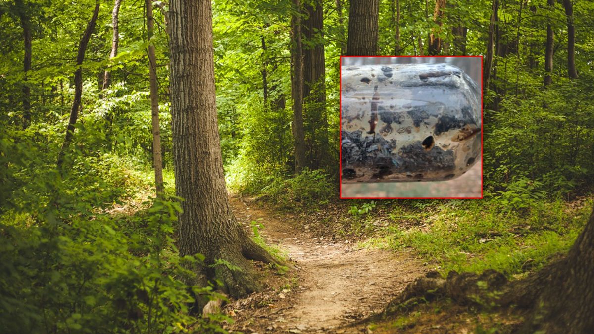 Nadleśnictwo Celestynów publikuje zdjęcie z lasu.