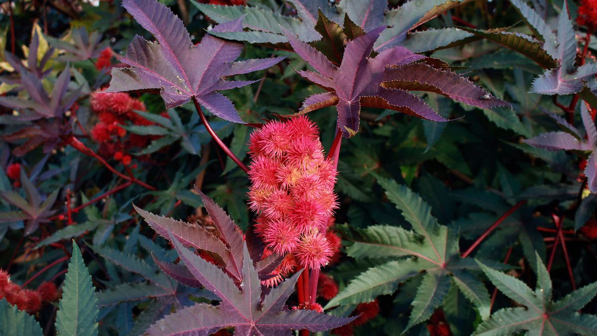 Rącznik pospolity to roślina wykorzystywana w ogrodnictwie, kosmetyce oraz medycynie.