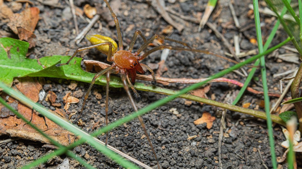 Adult male of Yellow sac spider (probably Cheiracanthium punctorium) sitting on the soil
Adult male of Yellow sac spider (probably Cheiracanthium punctorium) sitting on the soil
Maria Vasilieva
sac spider, cheiracanthiidae