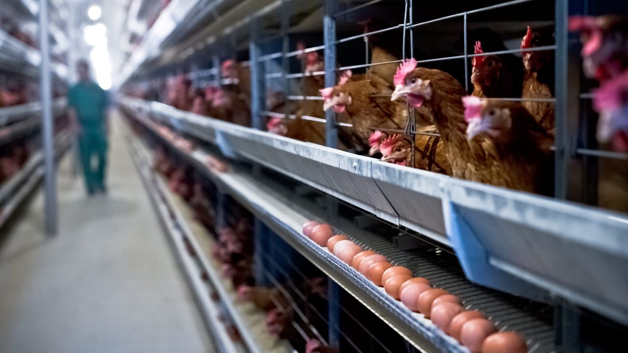 "PiS załatwi wam program Smród +. I się nie obronicie"