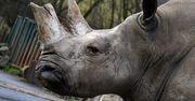 Dania. Zoo w Kopenhadze zabiło nosorożca białego