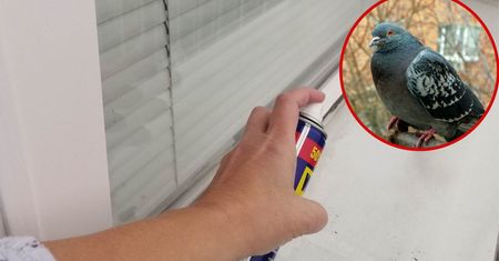 Pryskam parapet tym specyfikiem i gołębie na nim nie siadają. Na pewno też masz go w domu