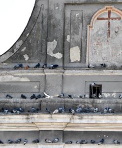 Księża wściekli na pomysł PiS. Gołębie odchody zapaskudzą dachy