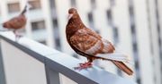 Moja babcia zawsze na wiosnę pryska balkon tą miksturą. Gołębie omijają go z daleka