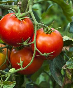 Konkurencja dla czerwonych pomidorów. Najzdrowsze są fioletowe
