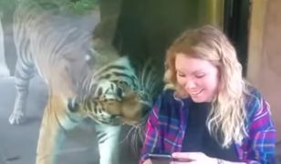 Tygrys i przyszła mama na jednym filmie. Wzruszające zachowanie zwierzęcia