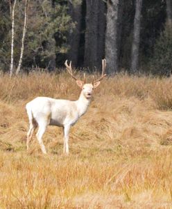 "Spotkałem ducha". Leśnik zrobił niezwykłe zdjęcia