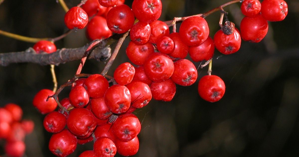 Owoce jarzębiny - Pyszności; Foto Canva.com