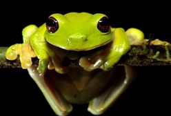 BBC Knowledge: premierowy blok programów przyrodniczych BBC Earth!