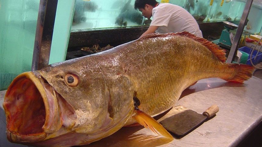 W Chinach występuje rzadki gatunek. Mówi się o niej "pieniężna ryba"