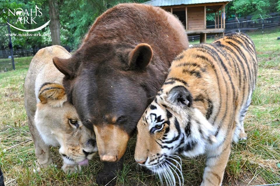 Shere Khan, Leo i Baloo