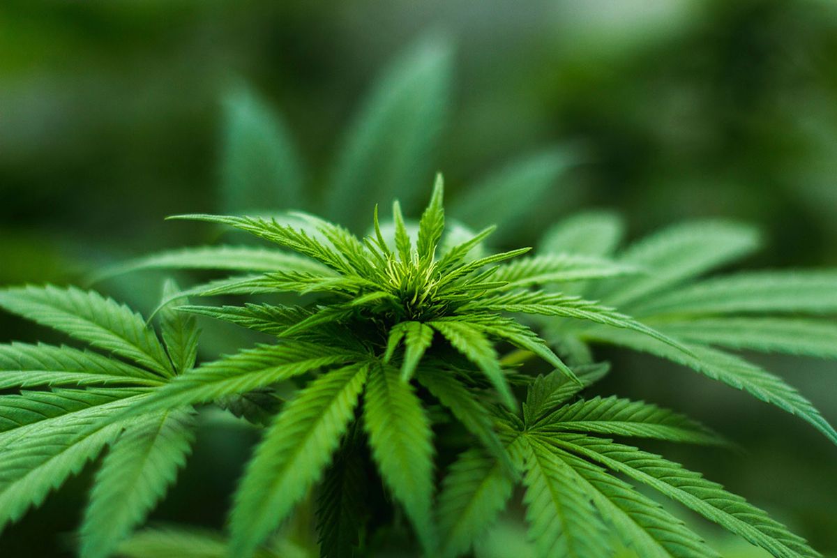 Efekty stosowania medycznej marihuany już dostępne - legalnie, bez recepty, bez odurzenia