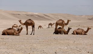 12 wielbłądów zdyskwalifikowanych na konkursie piękności. Powód: BOTOKS