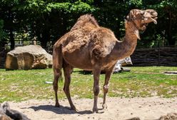 Lubelskie. Wielbłąd uciekł z cyrku. Poszedł w miasto