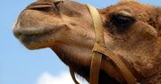 Arabia Saudyjska: Zakaz operacji plastycznych na wielbłądach