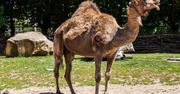 Lubelskie. Wielbłąd uciekł z cyrku. Poszedł w miasto