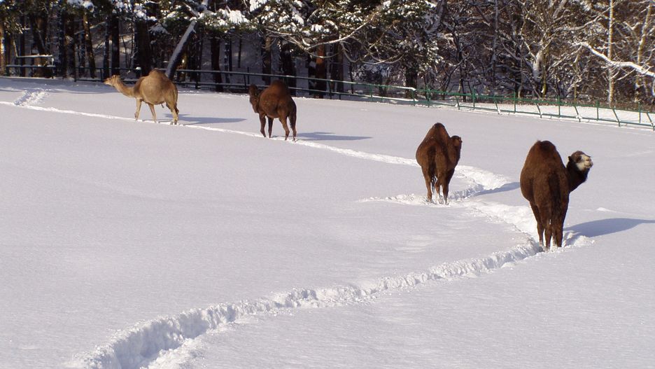 Wielbłądy z gdańskiego zoo bardzo dobrze wspominają zeszłoroczną zimę.