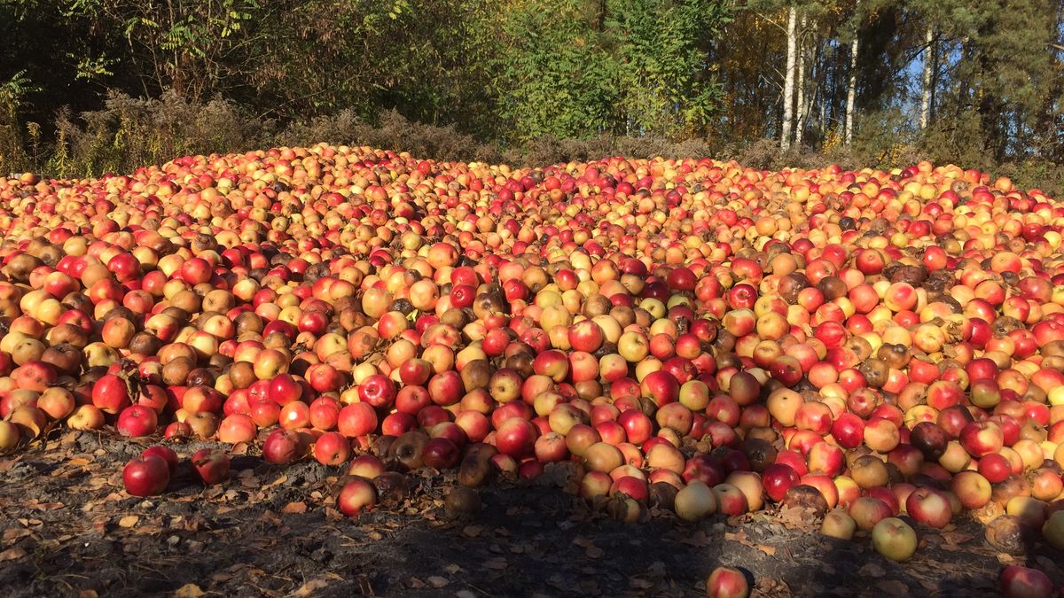 Polskie jabłka zostały wstrzymane w saudyjskim porcie w Dżuddzie