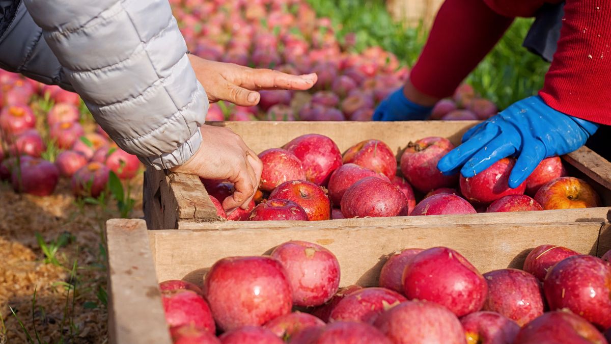 Producenci sami proponowali rządowi przygotowanie interwencyjnego skupu, ale po czasie okazało się, że był dla nich niekorzystny
