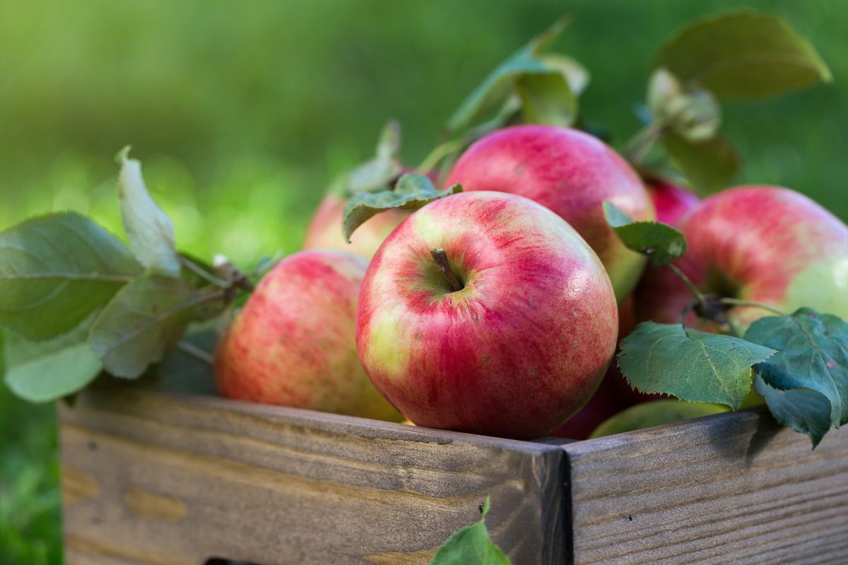 W poniedziałek ruszy interwencyjny skup jabłek przemysłowych
