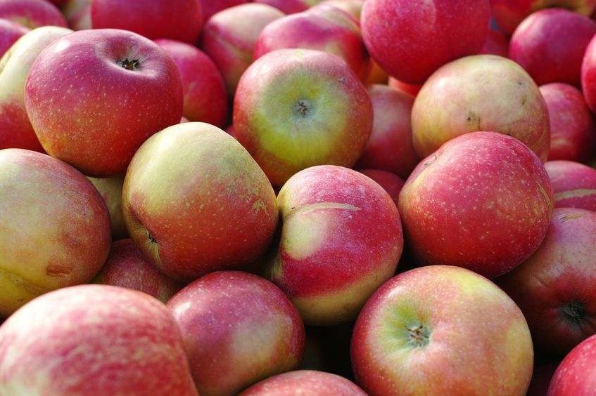 Rząd skupi z rynku pół miliona ton jabłek